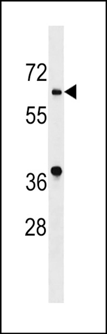 Western blot analysis in K562 cell line lysates (35ug/lane) .