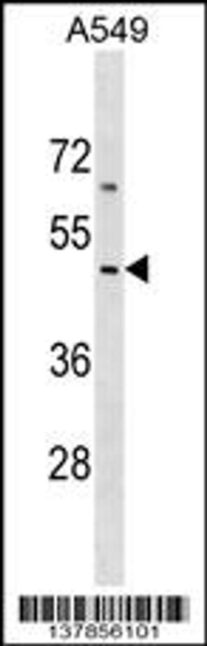 Western blot analysis in A549 cell line lysates (35ug/lane) .