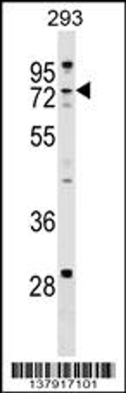 Western blot analysis in 293 cell line lysates (35ug/lane) .