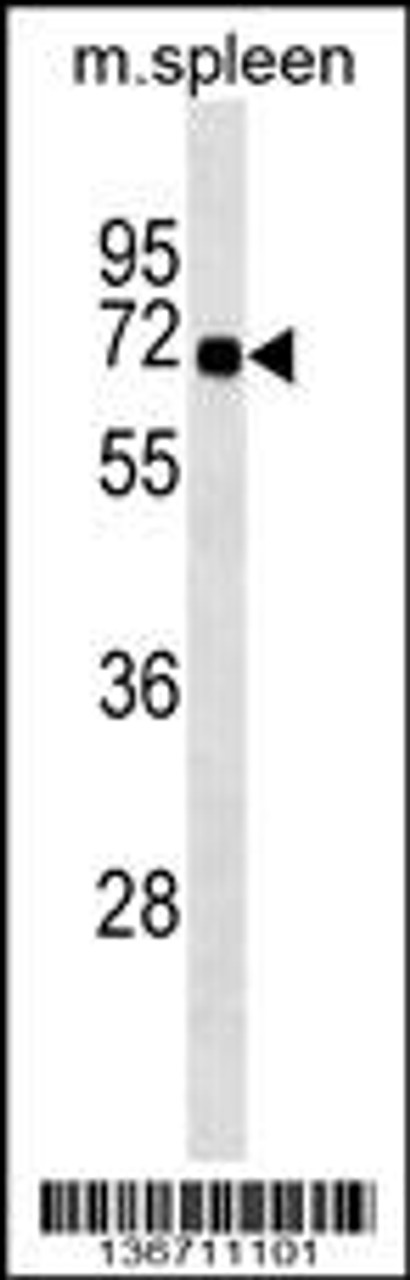 Western blot analysis in mouse spleen tissue lysates (35ug/lane) .