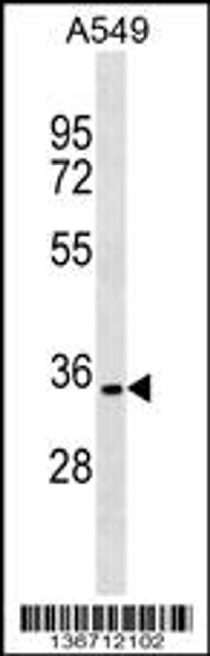 Western blot analysis in A549 cell line lysates (35ug/lane) .