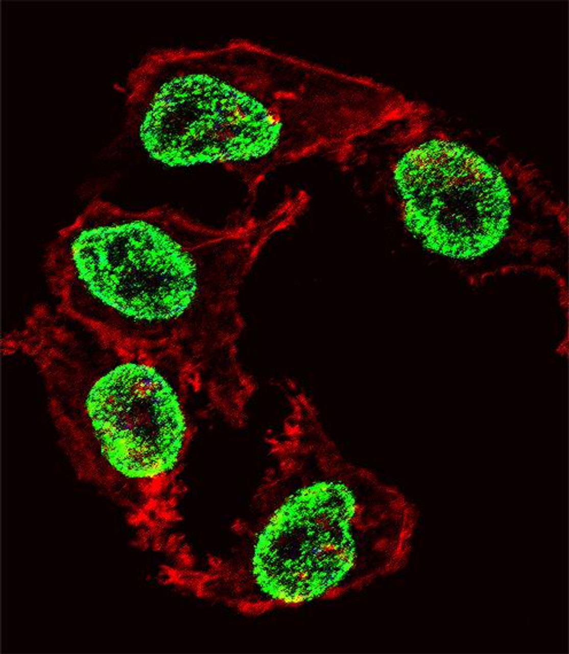 Fluorescent confocal image of HepG2 cell stained with ARGFX Antibody .HepG2 cells were fixed with 4% PFA (20 min) , permeabilized with Triton X-100 (0.1%, 10 min) , then incubated with ARGFX primary antibody (1:25) . For secondary antibody, Alexa Fluor 488 conjugated donkey anti-rabbit antibody (green) was used (1:400) .Cytoplasmic actin was counterstained with Alexa Fluor 555 (red) conjugated Phalloidin (7units/ml) . Nuclei were counterstained with DAPI (blue) (10 ug/ml, 10 min) . ARGFX immunoreactivity is localized to Nucleus significantly.
