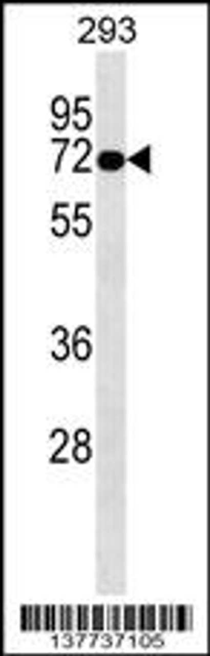 Western blot analysis in 293 cell line lysates (35ug/lane) .