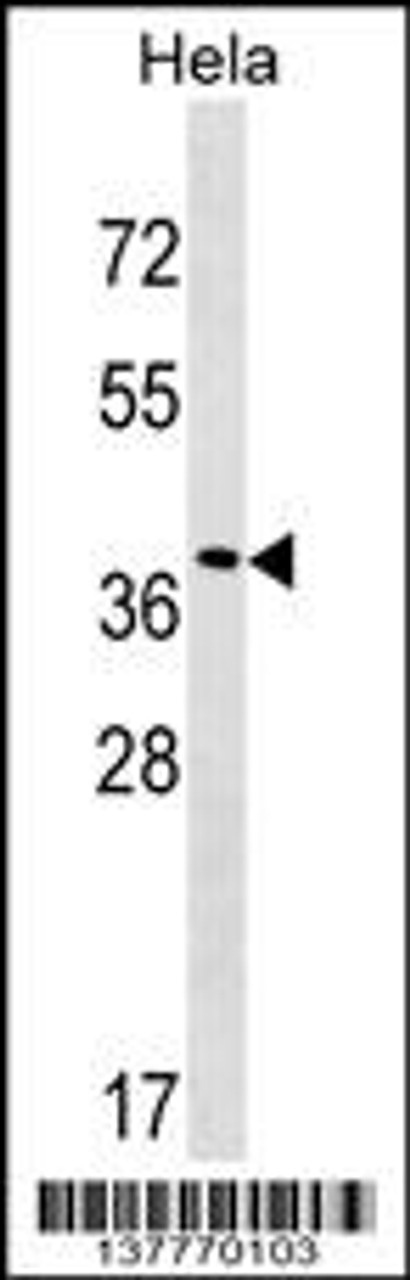 Western blot analysis in Hela cell line lysates (35ug/lane) .