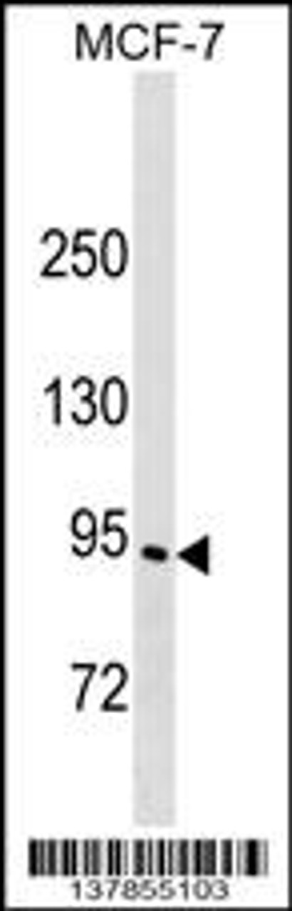 Western blot analysis in MCF-7 cell line lysates (35ug/lane) .