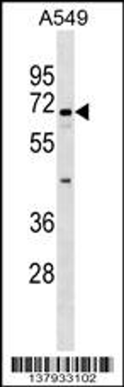 Western blot analysis in A549 cell line lysates (35ug/lane) .