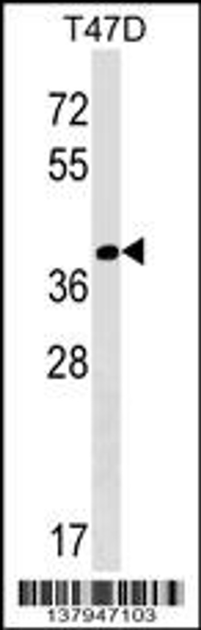 Western blot analysis in T47D cell line lysates (35ug/lane) .