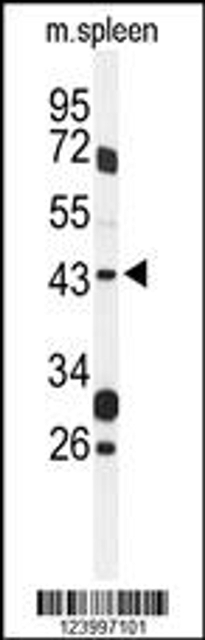 Western blot analysis of GPR157 Antibody in mouse spleen tissue lysates (35ug/lane)