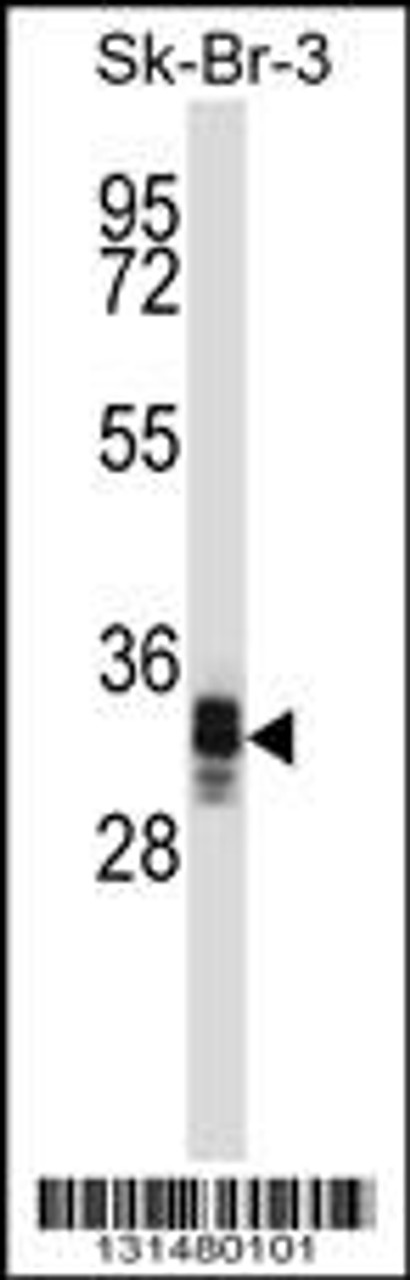 Western blot analysis in SK-BR-3 cell line lysates (35ug/lane) .