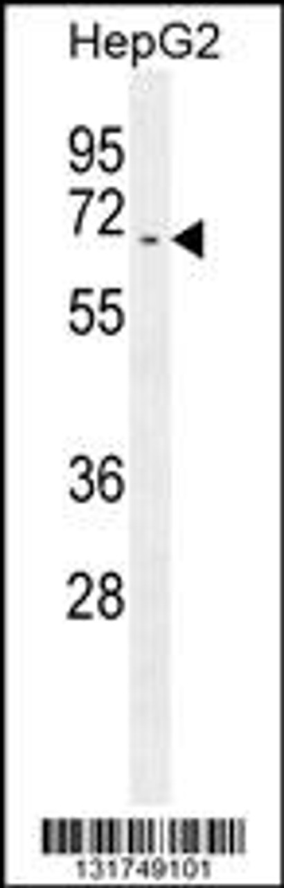 Western blot analysis in HepG2 cell line lysates (35ug/lane) .