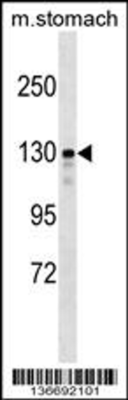 Western blot analysis in mouse stomach tissue lysates (35ug/lane) .