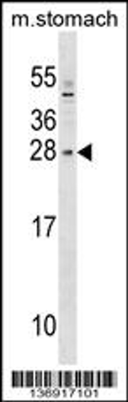 Western blot analysis in mouse stomach tissue lysates (35ug/lane) .