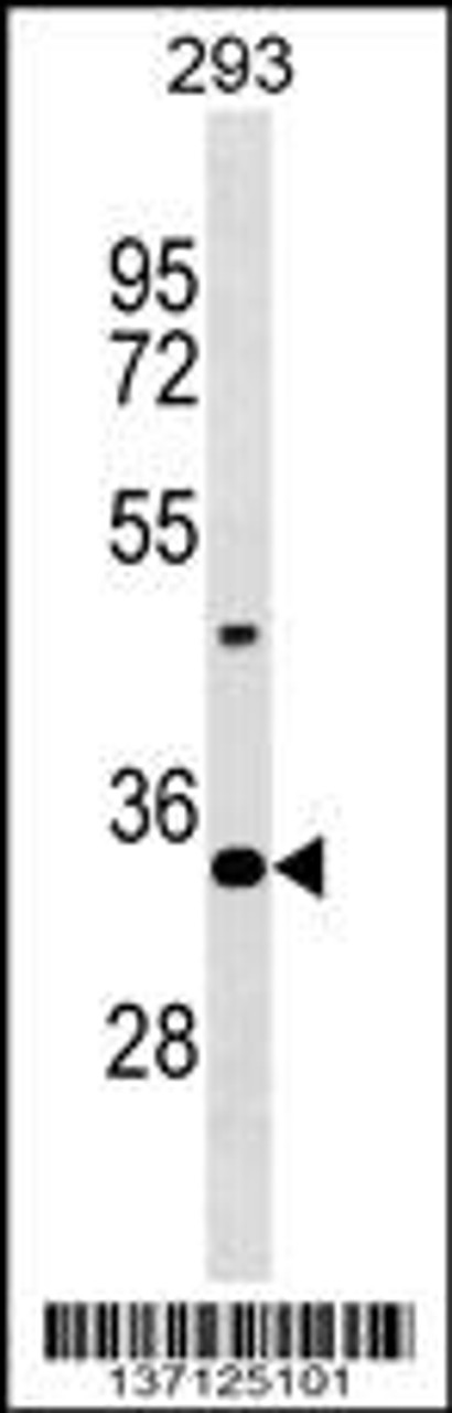 Western blot analysis in 293 cell line lysates (35ug/lane) .