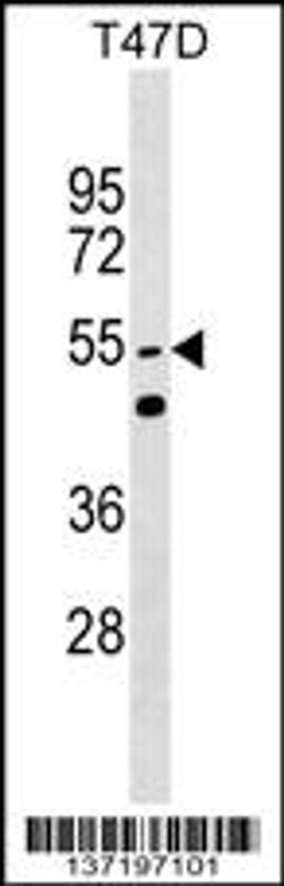 Western blot analysis in T47D cell line lysates (35ug/lane) .