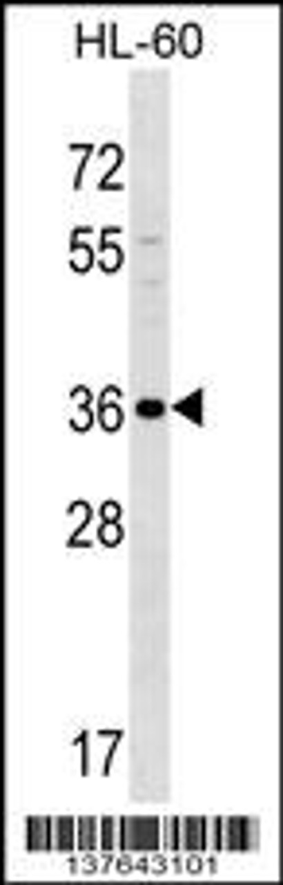 Western blot analysis in HL-60 cell line lysates (35ug/lane) .