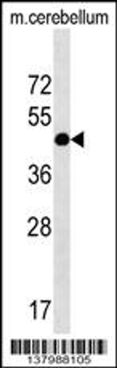 Western blot analysis in mouse cerebellum tissue lysates (35ug/lane) .