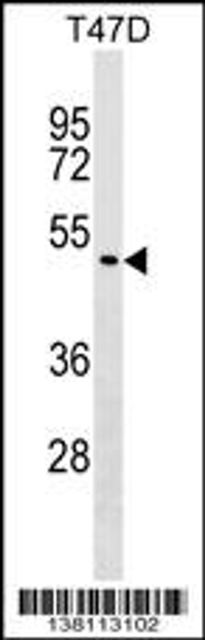 Western blot analysis in T47D cell line lysates (35ug/lane) .