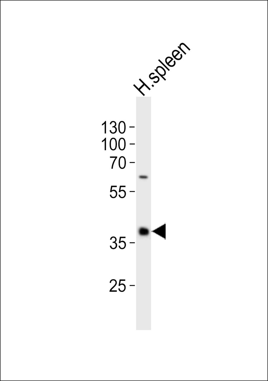 Western blot analysis of lysate from human spleen tissue lysate, using CD40 Antibody at 1:1000.