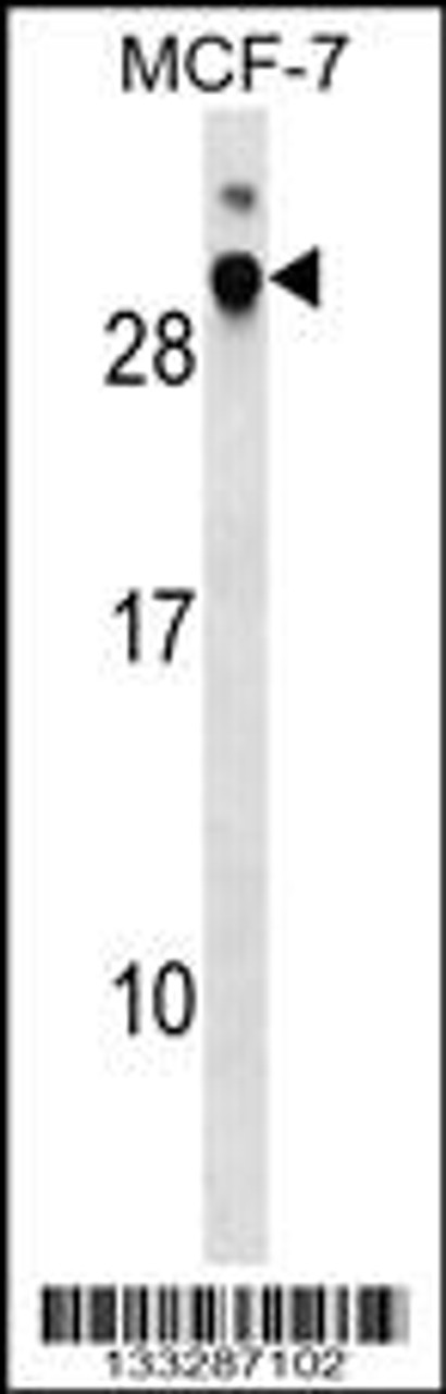 Western blot analysis in MCF-7 cell line lysates (35ug/lane) .