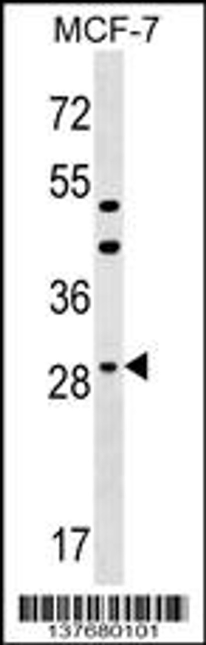 Western blot analysis in MCF-7 cell line lysates (35ug/lane) .