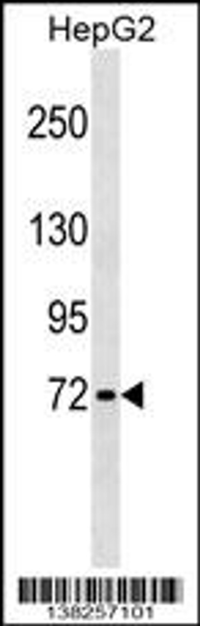 Western blot analysis in HepG2 cell line lysates (35ug/lane) .