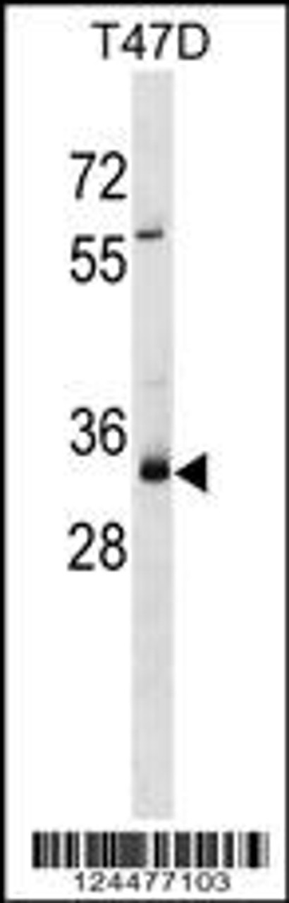 Western blot analysis in T47D cell line lysates (35ug/lane) .