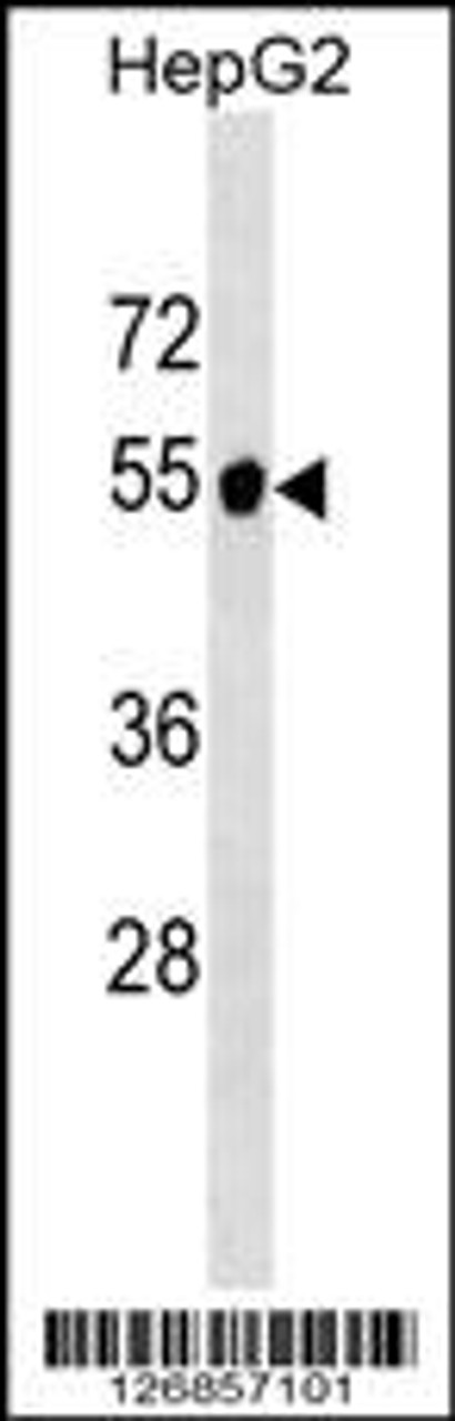 Western blot analysis in HepG2 cell line lysates (35ug/lane) .