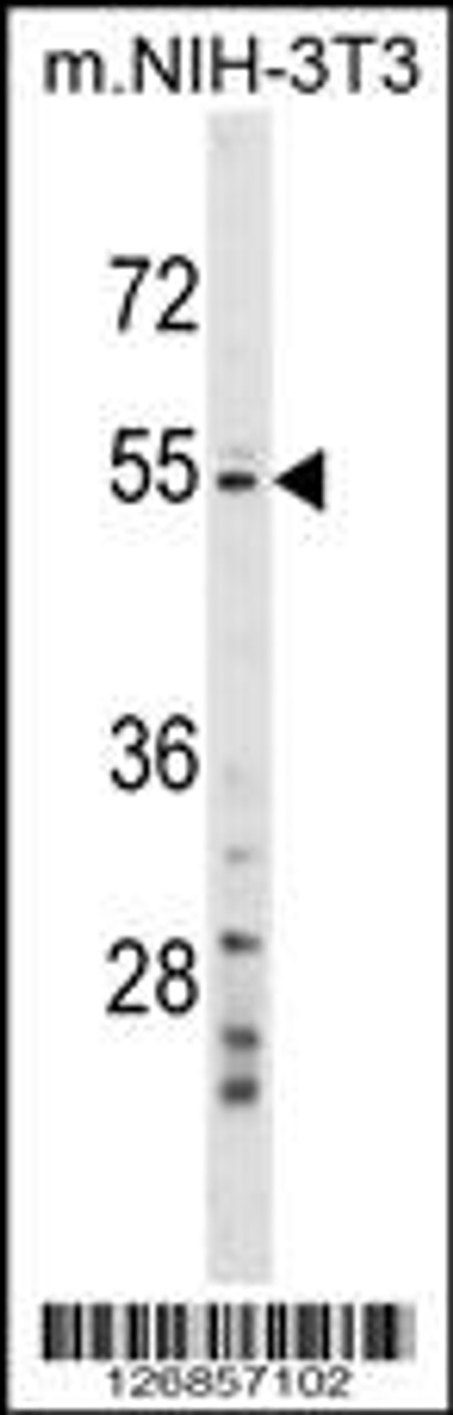 Western blot analysis in mouse NIH-3T3 cell line lysates (35ug/lane) .