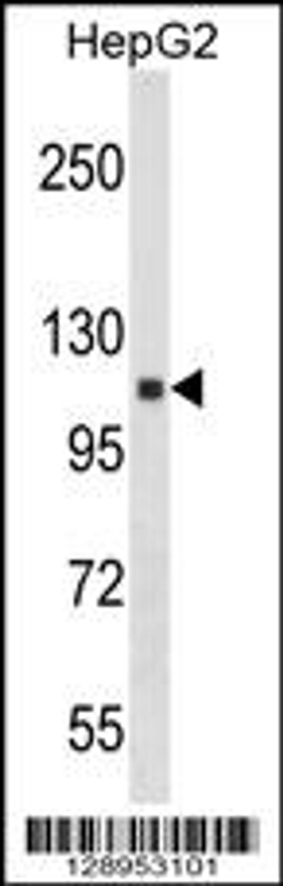 Western blot analysis in HepG2 cell line lysates (35ug/lane) .