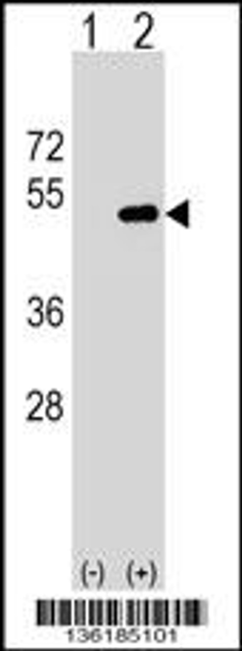 Western blot analysis of FNTA using rabbit polyclonal FNTA Antibody using 293 cell lysates (2 ug/lane) either nontransfected (Lane 1) or transiently transfected (Lane 2) with the FNTA gene.