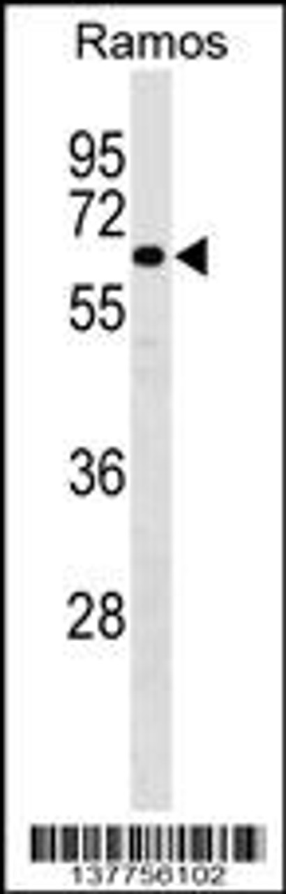 Western blot analysis in Ramos cell line lysates (35ug/lane) .