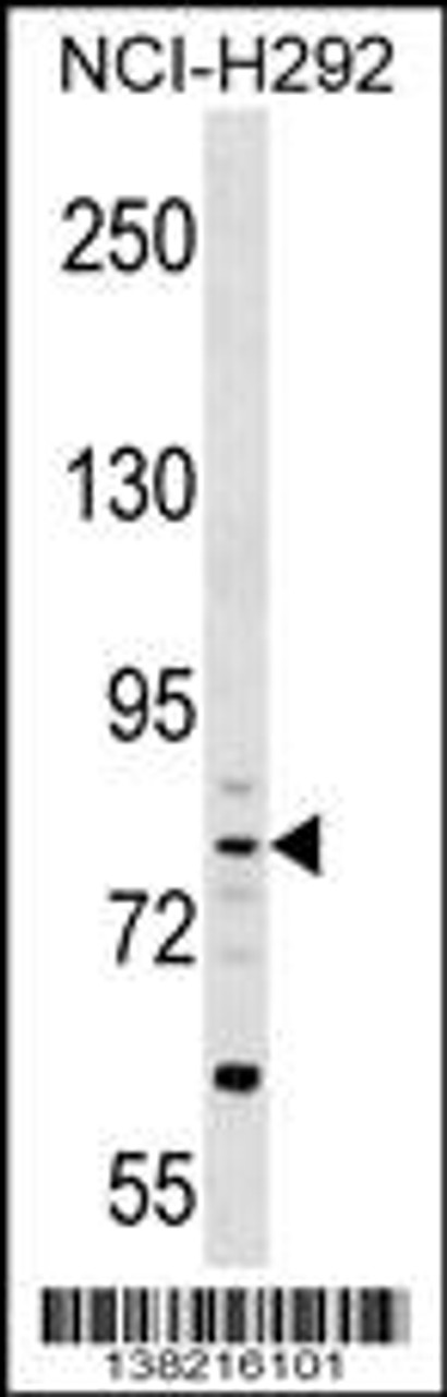 Western blot analysis in NCI-H292 cell line lysates (35ug/lane) .