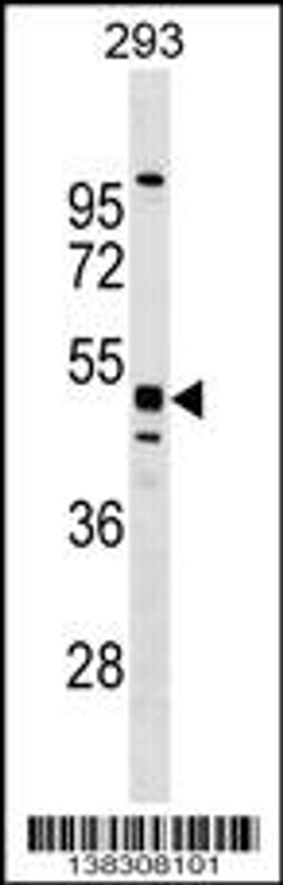 Western blot analysis in 293 cell line lysates (35ug/lane) .