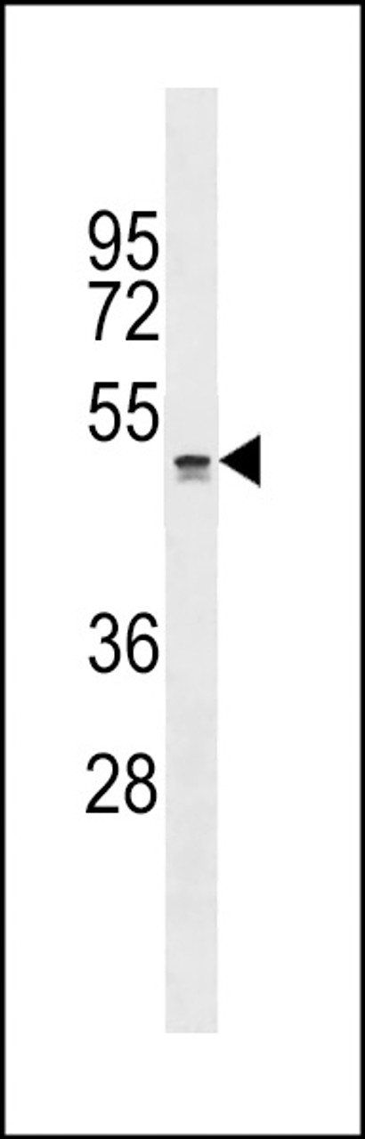 Western blot analysis in NCI-H460 cell line lysates (35ug/lane) .