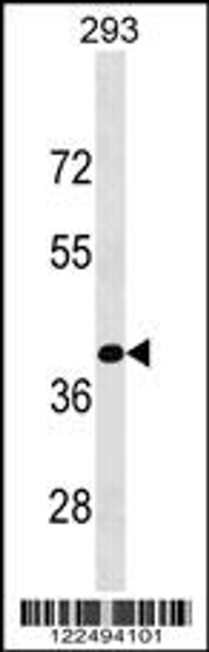 Western blot analysis in 293 cell line lysates (35ug/lane) .