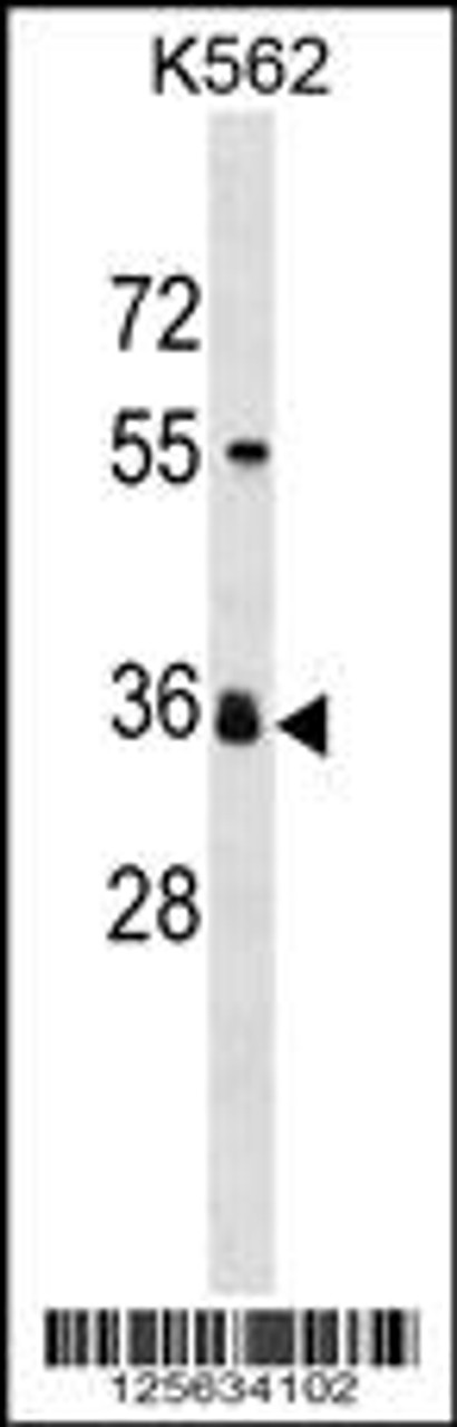 Western blot analysis in K562 cell line lysates (35ug/lane) .