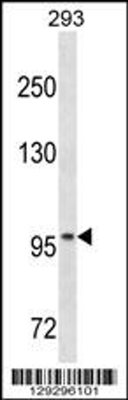 Western blot analysis in 293 cell line lysates (35ug/lane) .