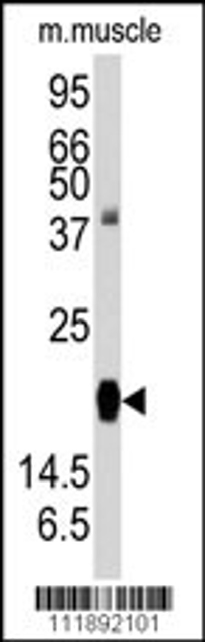 Western blot analysis of anti-RGS19 Antibody (S151) in mouse muscle tissue lysates (35ug/lane) .