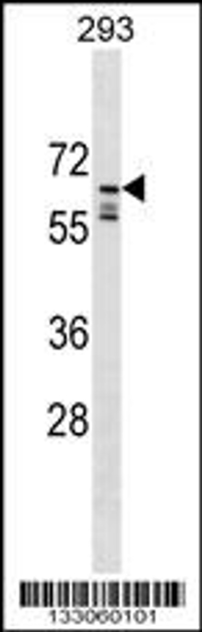 Western blot analysis in 293 cell line lysates (35ug/lane) .