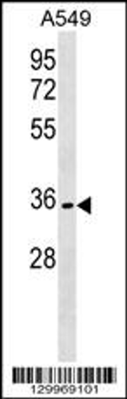 Western blot analysis in A549 cell line lysates (35ug/lane) .