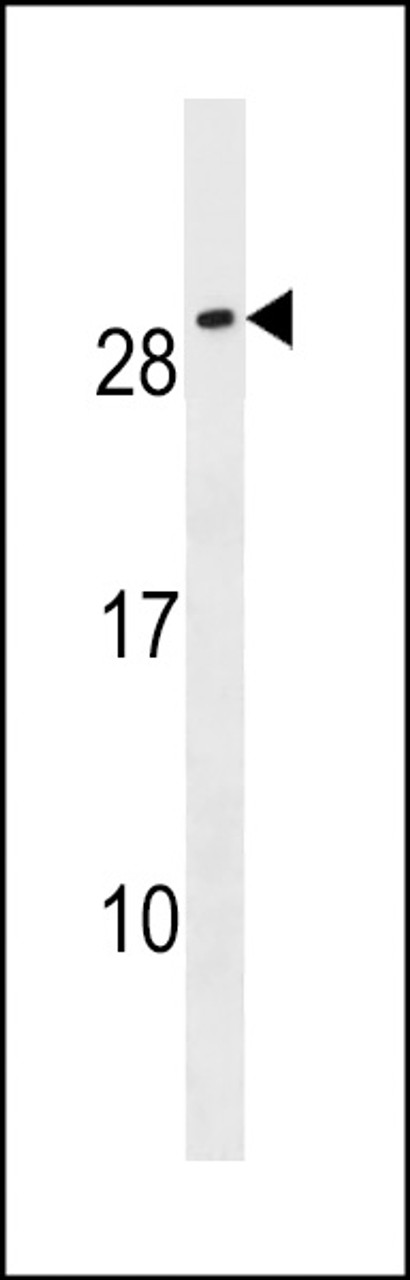 Western blot analysis in NCI-H292 cell line lysates (35ug/lane) .