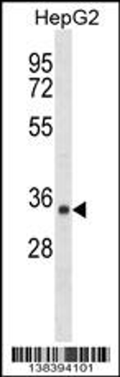 Western blot analysis in HepG2 cell line lysates (35ug/lane) .