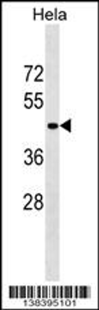 Western blot analysis in Hela cell line lysates (35ug/lane) .