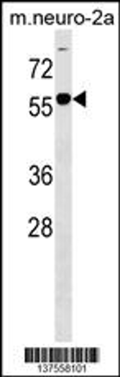 Western blot analysis in mouse Neuro-2a cell line lysates (35ug/lane) .