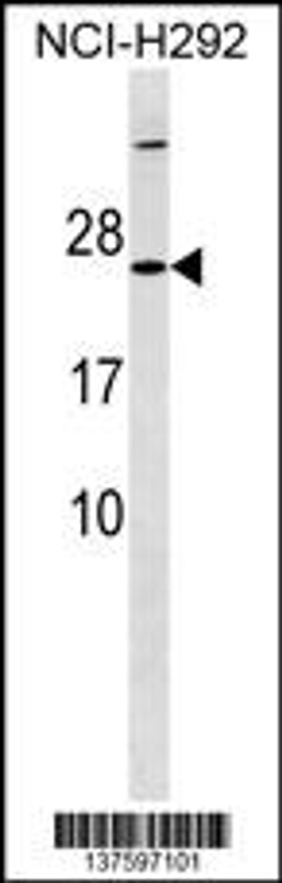 Western blot analysis in NCI-H292 cell line lysates (35ug/lane) .