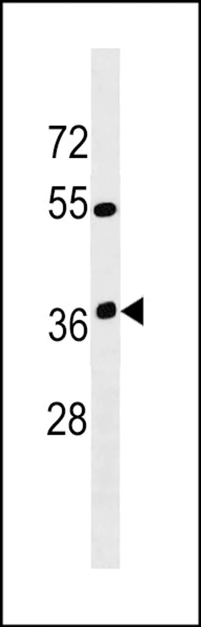 Western blot analysis in K562 cell line lysates (35ug/lane) .