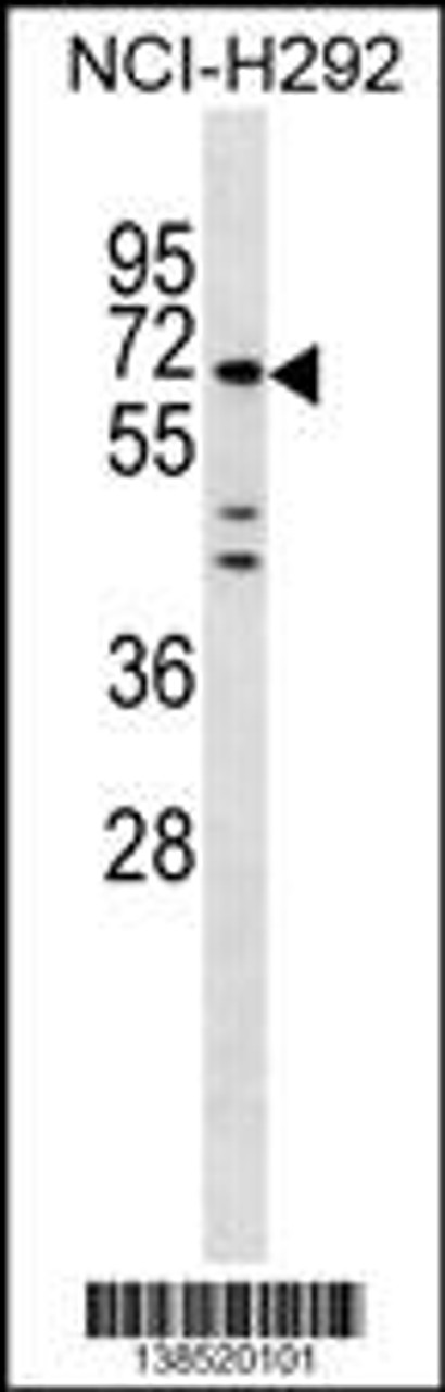 Western blot analysis in NCI-H292 cell line lysates (35ug/lane) .