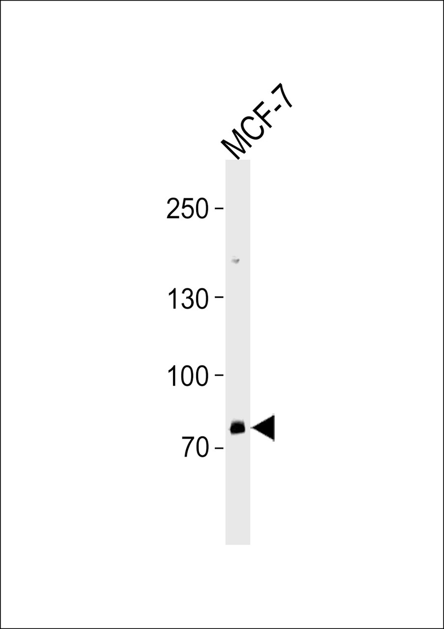 Western blot analysis in MCF-7 cell line lysates (35ug/lane) .