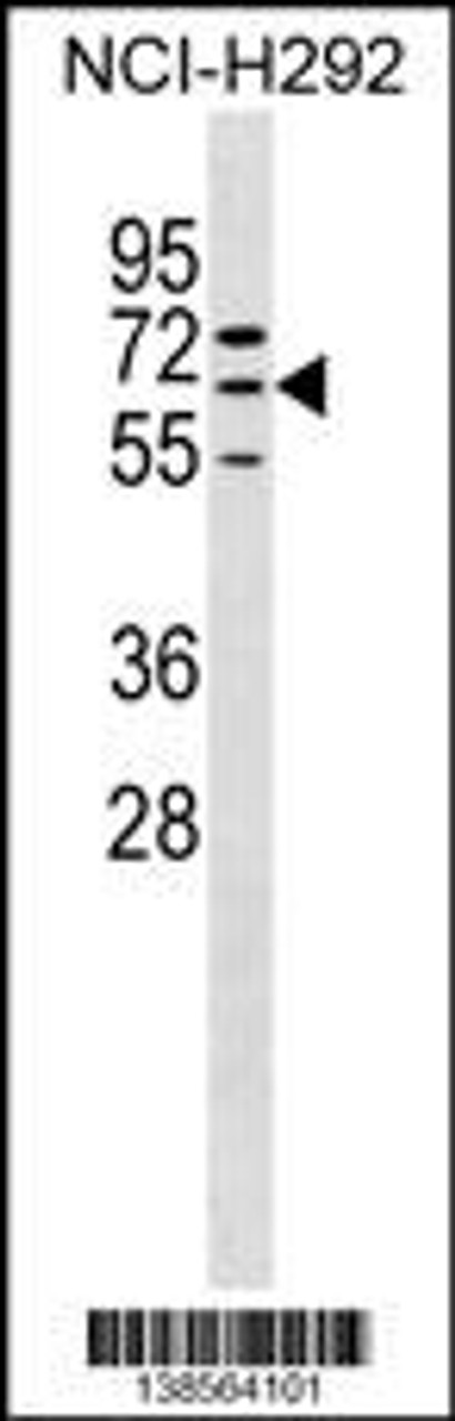 Western blot analysis in NCI-H292 cell line lysates (35ug/lane) .