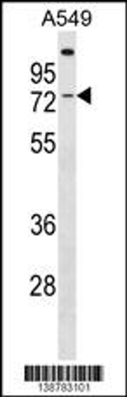 Western blot analysis in A549 cell line lysates (35ug/lane) .